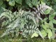 Athyrium niponicum - wietlica japońska ma sporo kolorowych odmian