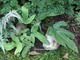 Dryopteris sieboldii - narecznica Siebolda ma skórzaste, zimozielone liście zupełnie niepodobne do typowych liści innych paproci