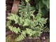 Cheilanthes lanosa - to doskonała mała paproć do ogrodów skalnych, kamiennych koryt i wypełniania różnych szczelin i zakamarków