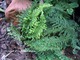 Dryopteris affinis "Crispa Congesta"