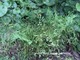 Dryopteris filix-mas "Linearis Polydactylon" - atrakcyjna odmiana narecznicy samczej na gleby średnio wilgotne do cienia i półcienia