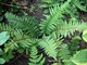 Polystichum setiferum "Dahlem" o pierzastych liściach