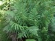 Dryopteris dilatata