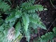 Polystichum lonchitis - paprotnik ostry