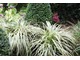 Carex oshimensis 'Everest', fot. Danuta Młoźniak