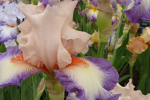 Iris "Folie Douce", fot. Danuta Młoźniak