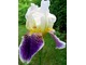 Kosaciec bródkowy - Iris germanica, fot. Barbara Krajewska