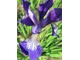 Iris sibirica - bezbródkowy, z pięknym rysunkiem na dolnych płatkach, fot. Barbara Krajewska