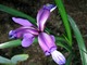 Kosaciec trawolistny (Iris graminea) należy do grupy bezbródkowych, fot.Barbara Krajewska