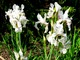 Iris sibirica  "White Swirl", fot. Barbara Krajewska 
