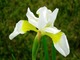 Iris sibirica, fot. Barbara Krajewska