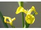 Iris pseudoacorus może rosnąć nawet w wodzie, fot. Danuta Młoźniak