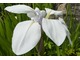  Iris laevigata "Alboviolacea", fot. Danuta Młoźniak