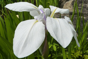  Iris laevigata "Alboviolacea", fot. Danuta Młoźniak