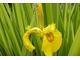 Iris pseudoacorus "Variegata", fot. Danuta Młoźniak