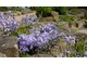 Rzadko spotykane irysy cebulowe (Iris cycloglossa) w ogrodzie skalnym KEW Gardens, fot. Danuta Młoźniak