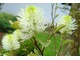 Fothergilla kwitnie wiosną, w maju i czerwcu, zazwyczaj przed liśćmi, a kwiaty ma bardzo oryginalne, bezpłatkowe, kremowo-żółte