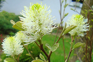 Fothergilla kwitnie wiosną, w maju i czerwcu, zazwyczaj przed liśćmi, a kwiaty ma bardzo oryginalne, bezpłatkowe, kremowo-żółte