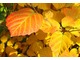 Ta jesienna barwa jest piękniejsza w słońcu, jednak należy wtedy pamiętać o zapewnieniu wilgoci w glebie