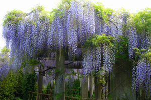 Wisteria (glicynia, słodlin) jest jednym z najpiękniejszych pnączy, w dodatku o pachnących kwiatach