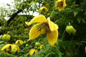 Clematis tangutica