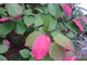 Actinidia kolomikta to silne pnącze uprawiane głównie dla pięknych dwubarwnych liści