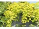 Chmiel zwyczajny "Aurea" ma jaskrawożółte liście, jednak to pnącze mimo swych walorów ozdobnych potrafi być uciążliwe