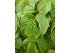 Parthenocissus himalayana