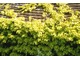 Hedera helix "Buttercup" o złotych liściach wytrzymuje temperatury do -15 °C