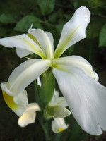 Kosaciec żółtawy (Iris orientalis), fot. Barbara Krajewska