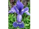 Kosaciec syberyjski (Iris sibirica) jest łatwy w uprawie, fot. Barbara Krajewska