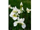 Kosaćce żółtawe (Iris orientalis) mogą rosnąć na rabatach bylinowych, fot. Barbara Krajewska 