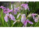 Iris ensata "Rose Queen" ma kwiaty na przełomie czerwca i lipca, kilka tygodni po Iris sibirica i potrzebuje dużo wilgoci, fot. Danuta Młoźniak