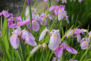 Iris ensata "Rose Queen" ma kwiaty na przełomie czerwca i lipca, kilka tygodni po Iris sibirica i potrzebuje dużo wilgoci, fot. Danuta Młoźniak