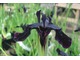 Czarny Iris chrysographes doskonale rośnie w stale wilgotnej glebie, fot. Danuta Młoźniak