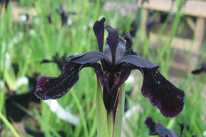 Czarny Iris chrysographes doskonale rośnie w stale wilgotnej glebie, fot. Danuta Młoźniak