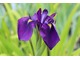 Iris sibirica "Shirley Pope", fot. Danuta Młoźniak