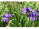 Iris sibirica "Ruffled Velvet", fot. Danuta Młoźniak