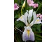 Iris Californian hybrids, fot. Danuta Młoźniak