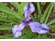 Iris sibirica "Flight of Butterflies", fot. Danuta Młoźniak