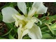 Iris sibirica "White Swirl", fot. Danuta Młoźniak