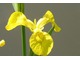 Iris pseudoacorus, fot. Danuta Młoźniak