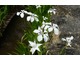 Iris laevigata "Alboviolacea" nad brzegiem strumienia, fot. Danuta Młoźniak