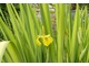 Iris pseudoacorus "Variegata", fot. Danuta Młoźniak