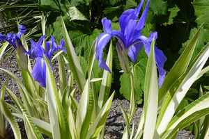 Iris laevigata "Variegata", fot. Danuta Młoźniak