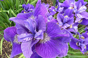 Iris sibirica "Ruffled Velvet" - kwiaty z bliska,  fot. Danuta Młoźniak