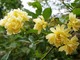  Mocna róża - Rosa banksiae "Lutea" lekko pachnie i kwitnie późną wiosną i wczesnym latem kaskadą delikatnie żółtych, drobnych kwiatów zebranych w pęki 