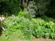 Byliny na skraju ogrodu leśnego (m.in. ciemierniki, wielosił, paprocie i trzykrotka)
