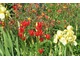 Zestawienie na zasadzie kontrastu: czerwone tulipany, czerwono-żółte orliki oraz żółte irysy