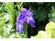 Niebieski kwiat irysa na tle jasnozielonych liści funkii